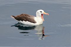 Black-browed Albatross