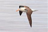 Black-browed Albatross