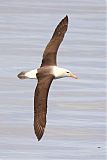 Black-browed Albatross