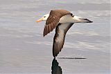 Black-browed Albatross