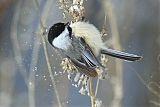 Black-capped Chickadeeborder=