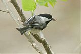 Black-capped Chickadeeborder=