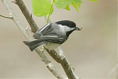 Black-capped Chickadee