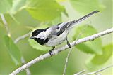 Black-capped Chickadee