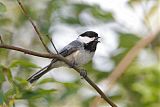 Black-capped Chickadeeborder=