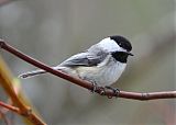 Black-capped Chickadeeborder=