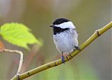 Black-capped Chickadeeborder=