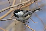 Black-capped Chickadeeborder=