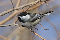 Black-capped Chickadee