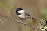 Black-capped Chickadeeborder=