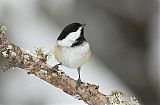 Black-capped Chickadeeborder=