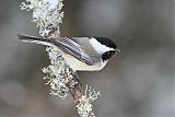 Black-capped Chickadee