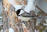 Black-capped Chickadeeborder=