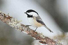 Black-capped Chickadee