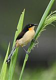 Black-capped Donacobiusborder=