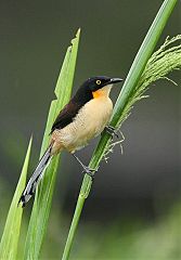 Black-capped Donacobius