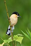 Black-capped Donacobius