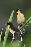 Black-capped Donacobius