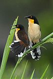 Black-capped Donacobiusborder=