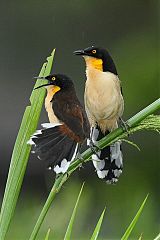 Black-capped Donacobius