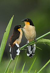 Black-capped Donacobius