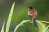 Black-capped Donacobiusborder=