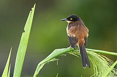 Black-capped Donacobius