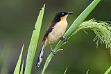 Black-capped Donacobius