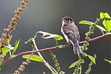 Black-capped Flycatcher