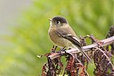 Black-capped Flycatcher