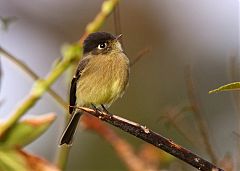 Black-capped Flycatcher