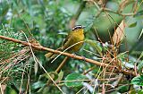 Black-capped Hemispingusborder=