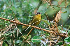 Black-capped Hemispingus