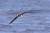 Black-capped Petrelborder=