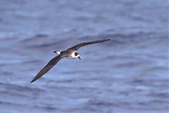 Black-capped Petrel