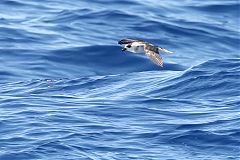 Black-capped Petrel