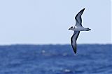 Black-capped Petrel