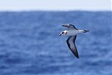 Black-capped Petrelborder=