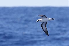 Black-capped Petrel