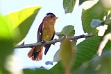 Black-capped Pipritesborder=