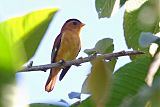 Black-capped Pipritesborder=