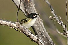 Black-capped Vireo