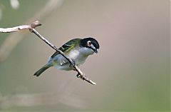 Black-capped Vireo