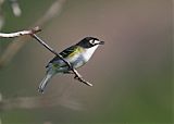 Black-capped Vireo