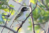 Black-capped Vireo