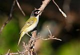 Black-capped Vireo