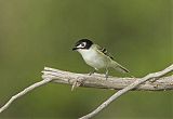 Black-capped Vireo