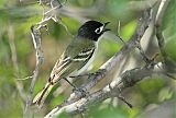 Black-capped Vireo