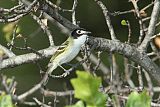 Black-capped Vireo