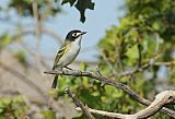 Black-capped Vireo